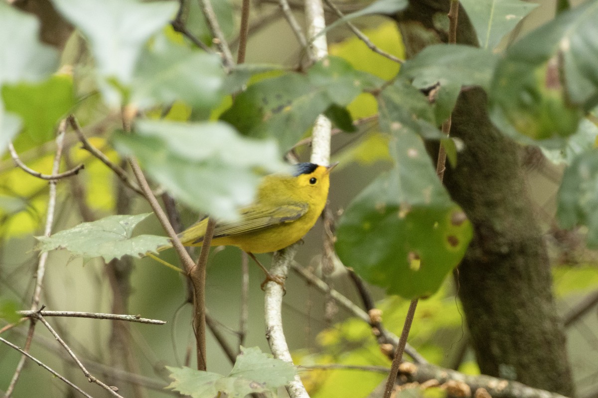 Wilson's Warbler - ML643312210