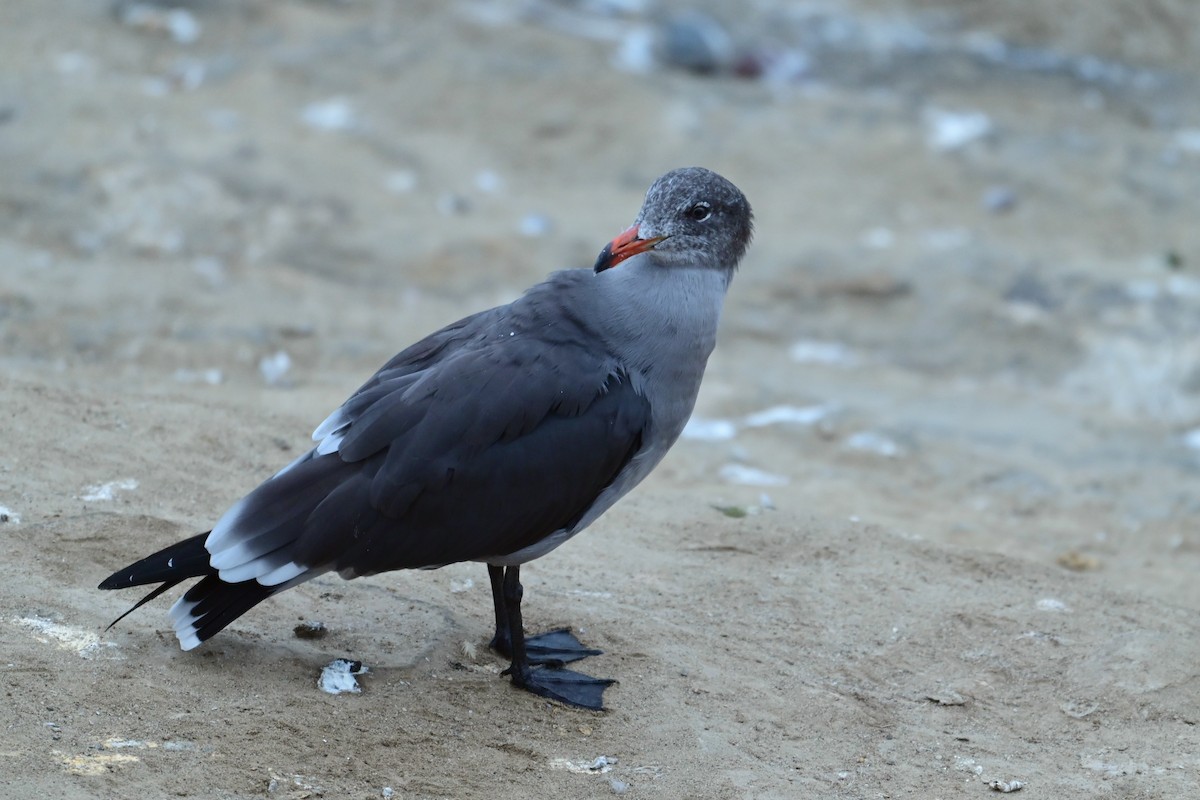 Heermann's Gull - ML643312217