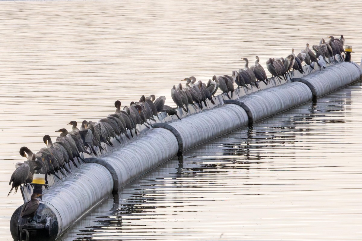 Double-crested Cormorant - ML643312222