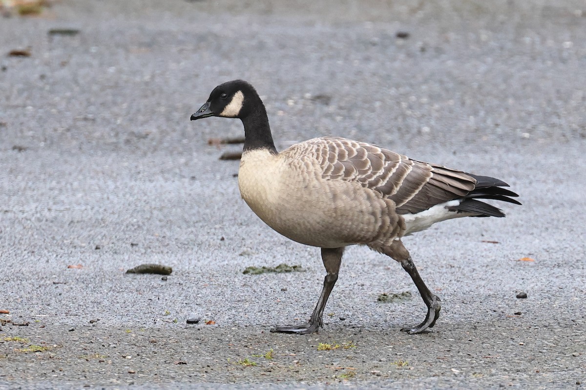 Cackling Goose - ML643312225