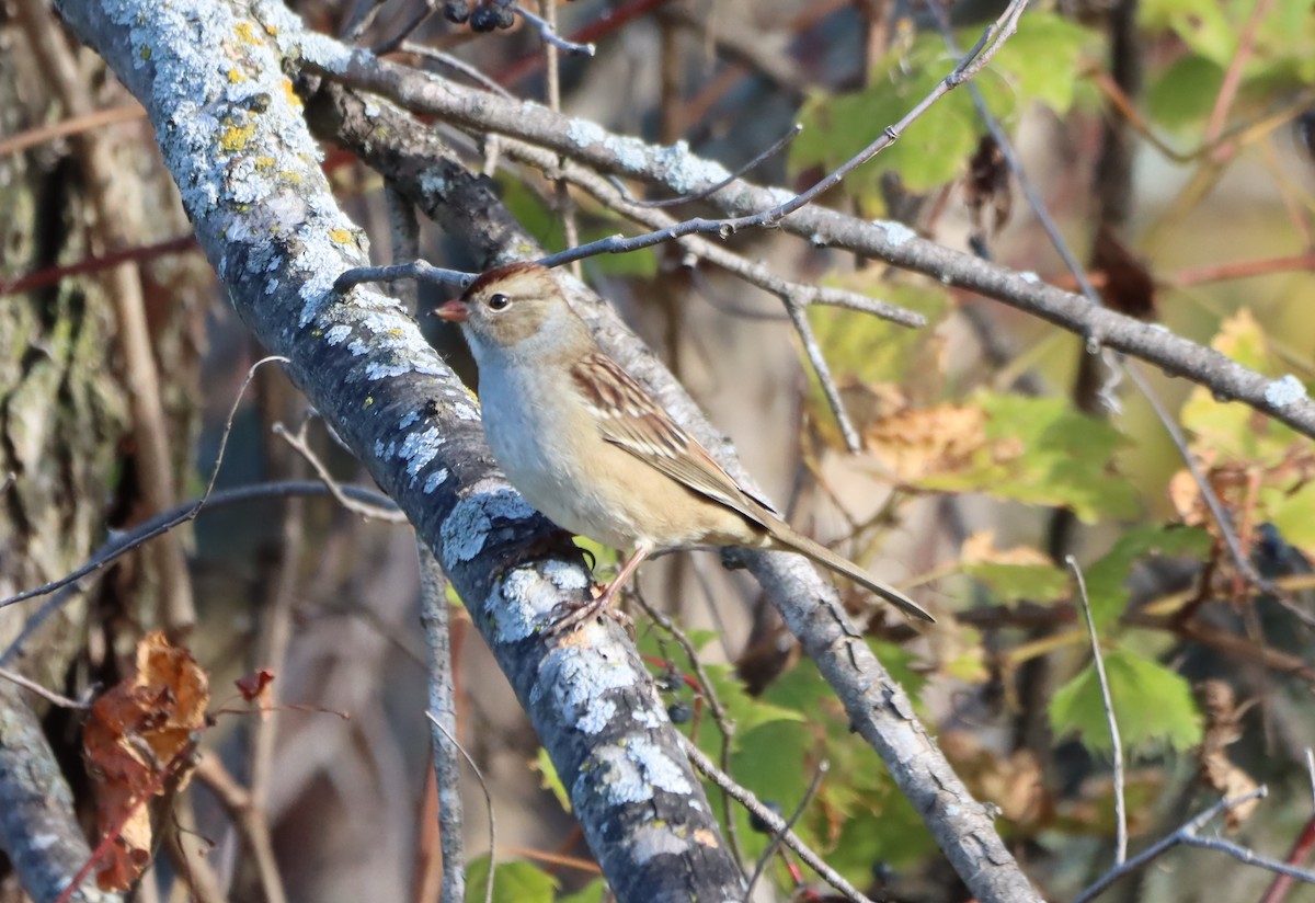 White-crowned Sparrow - ML643312233