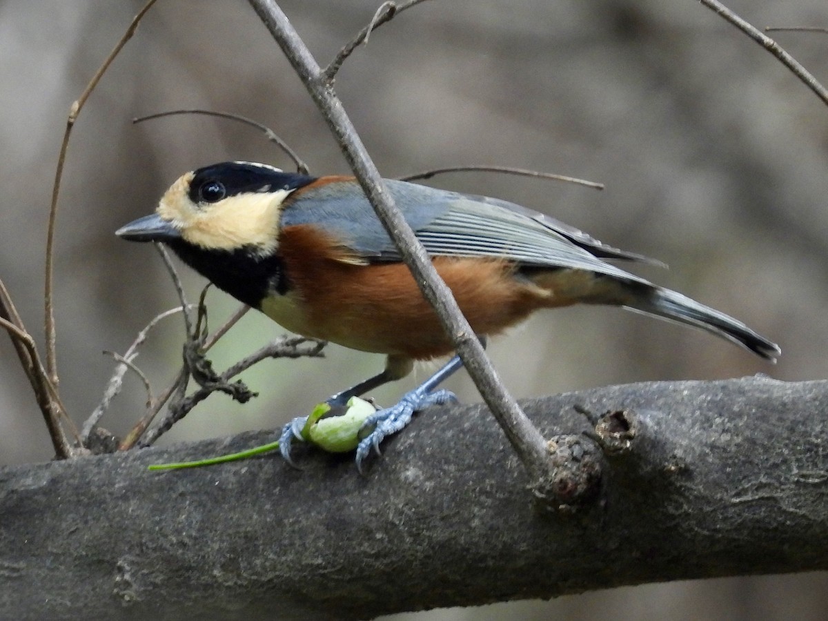 Varied Tit - ML643312234
