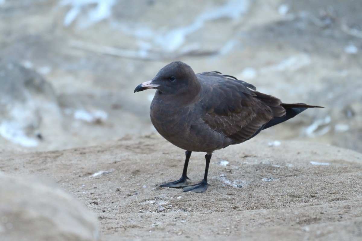 Heermann's Gull - ML643312248