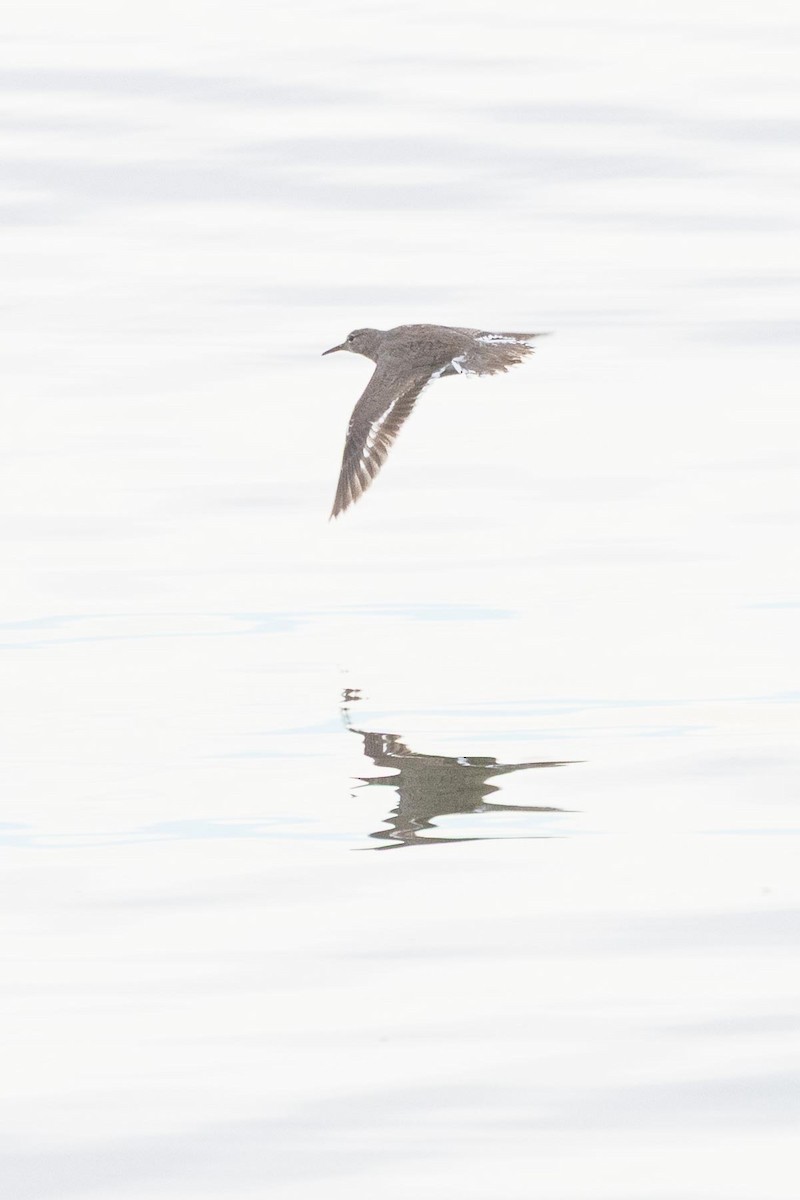 Spotted Sandpiper - ML643312251