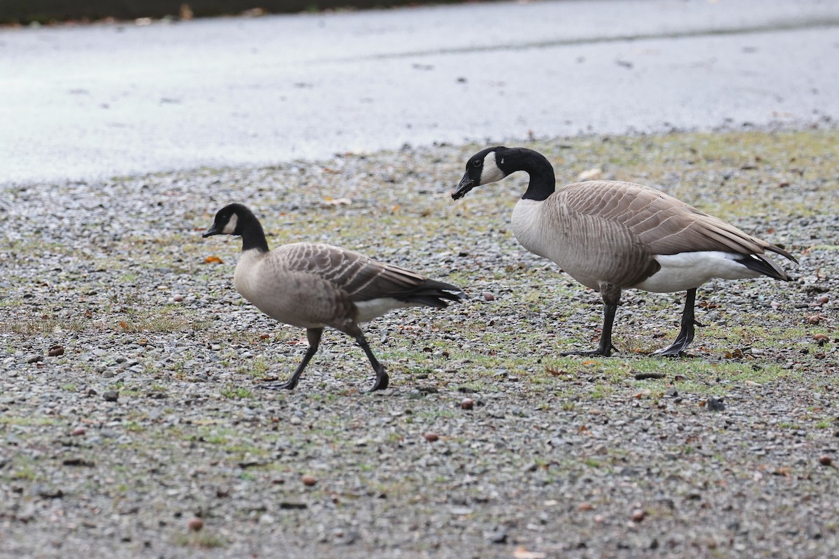 Cackling Goose - ML643312254