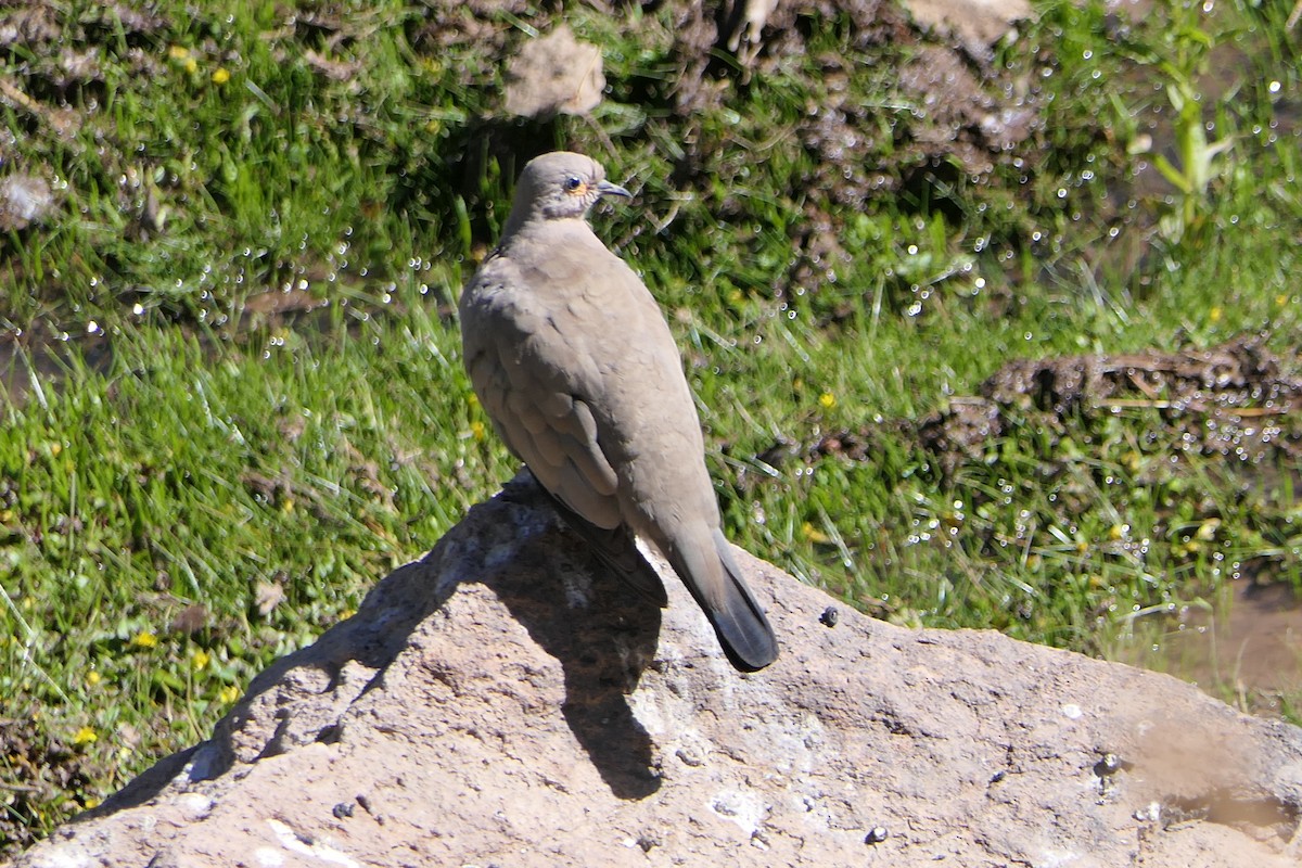 holoubek černokřídlý - ML643312260
