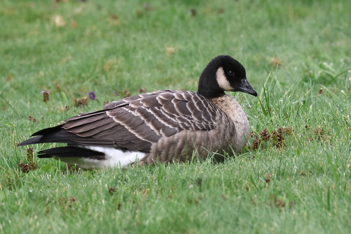 Cackling Goose - ML643312264