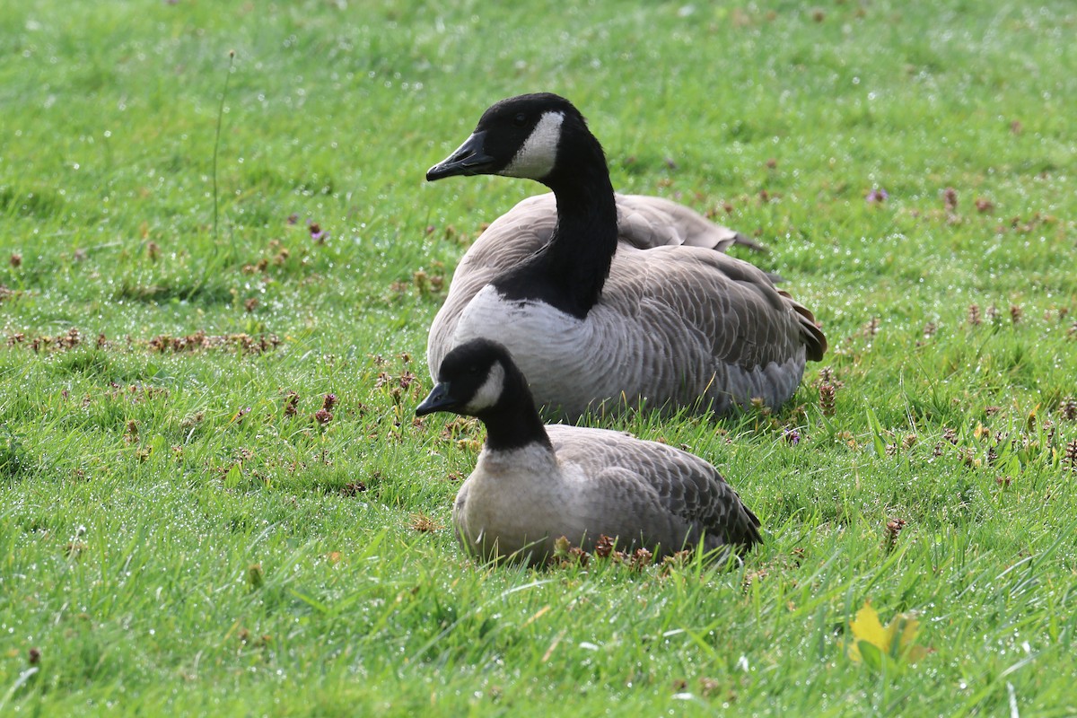 Cackling Goose - ML643312274