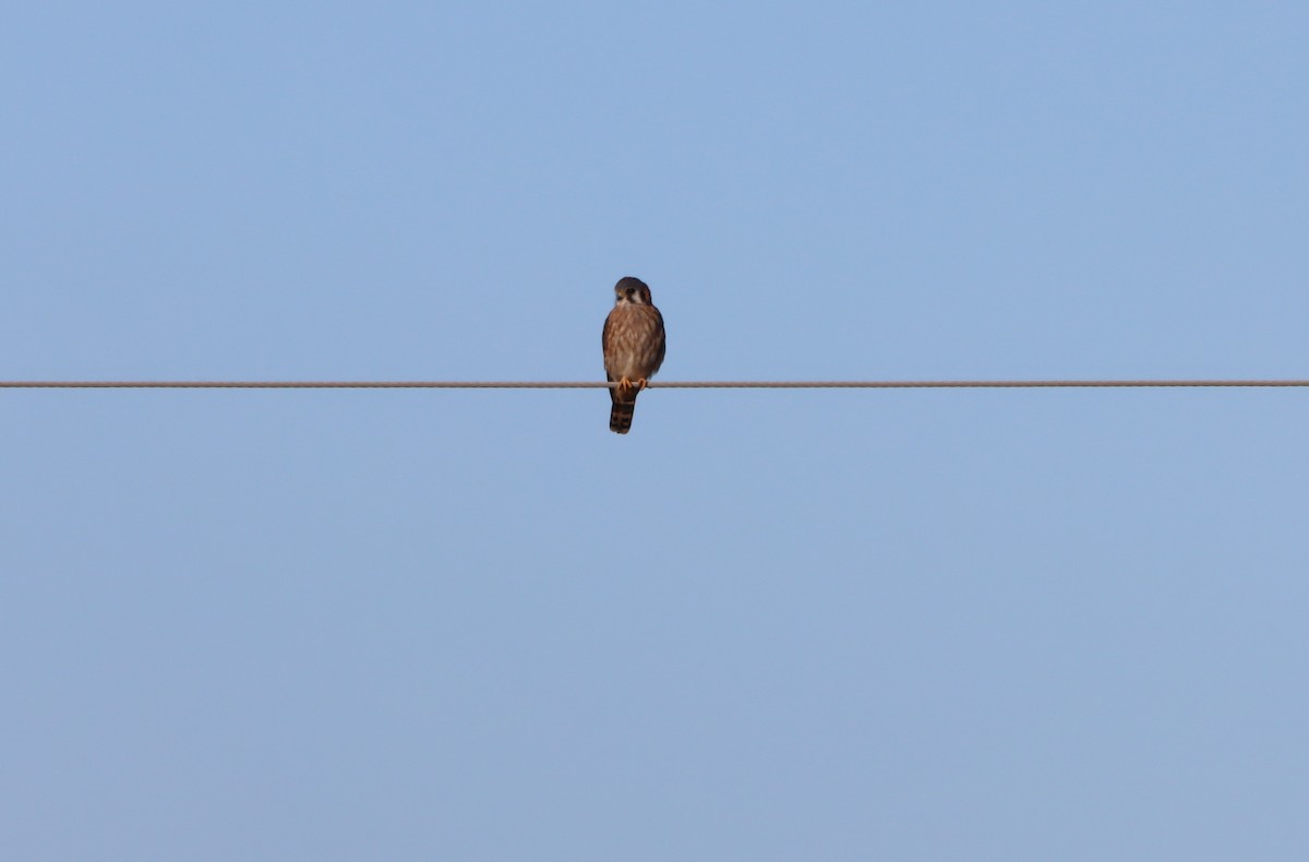 American Kestrel - ML643312280