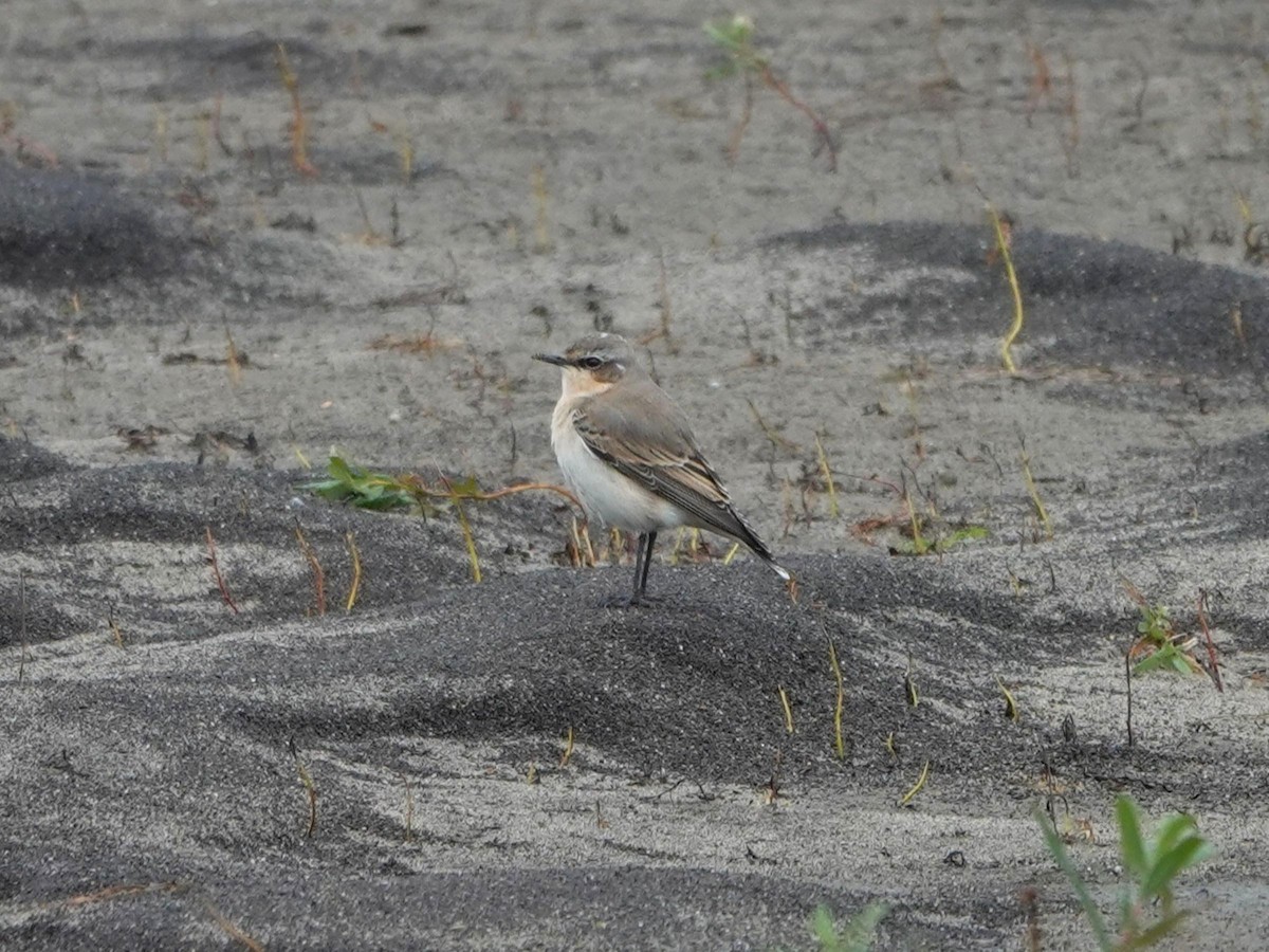 Northern Wheatear - ML643312281