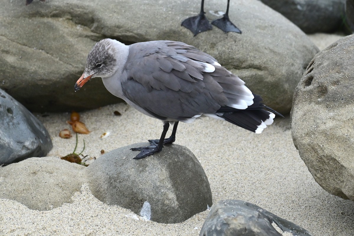 Heermann's Gull - ML643312297