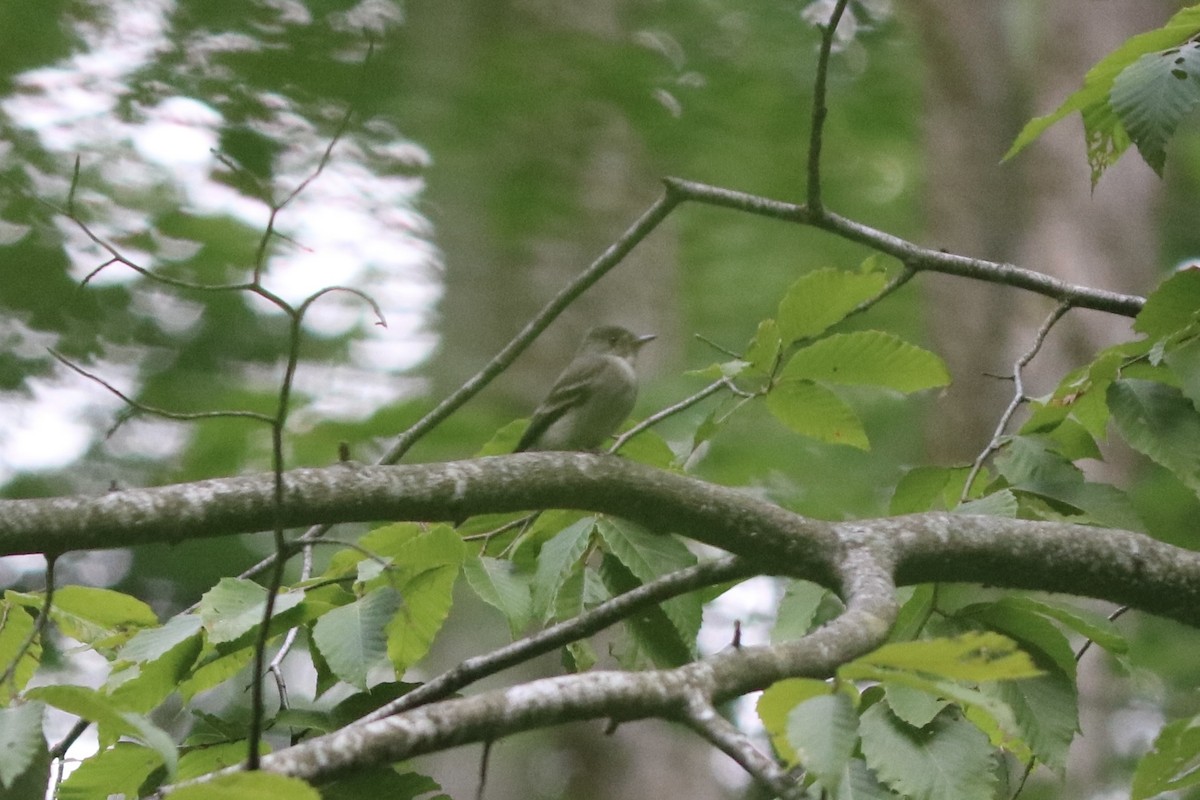 Eastern Wood-Pewee - ML643312313