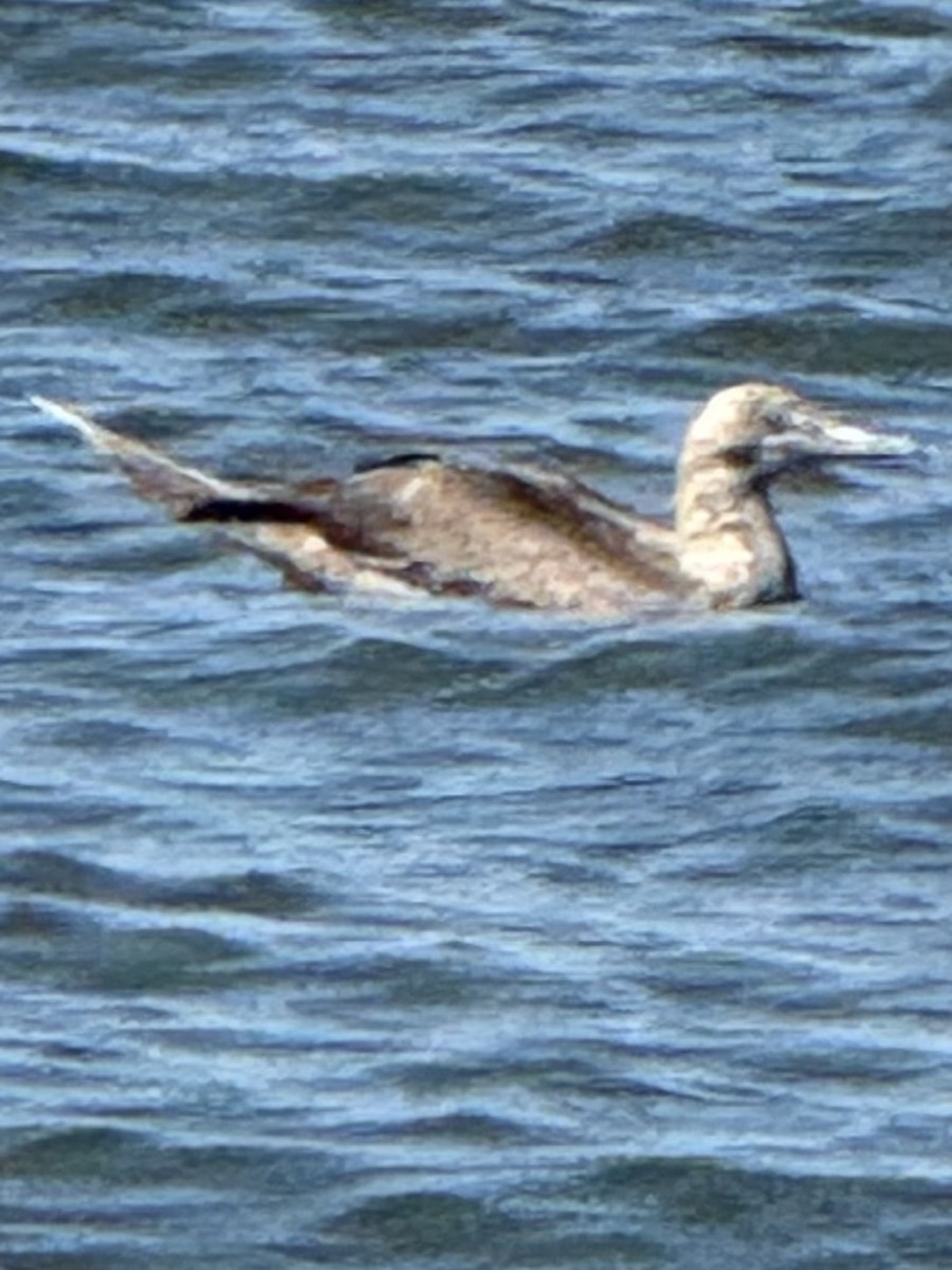 Red-footed Booby - ML643312314
