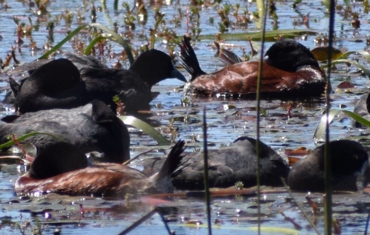 Blue-billed Duck - ML643312315