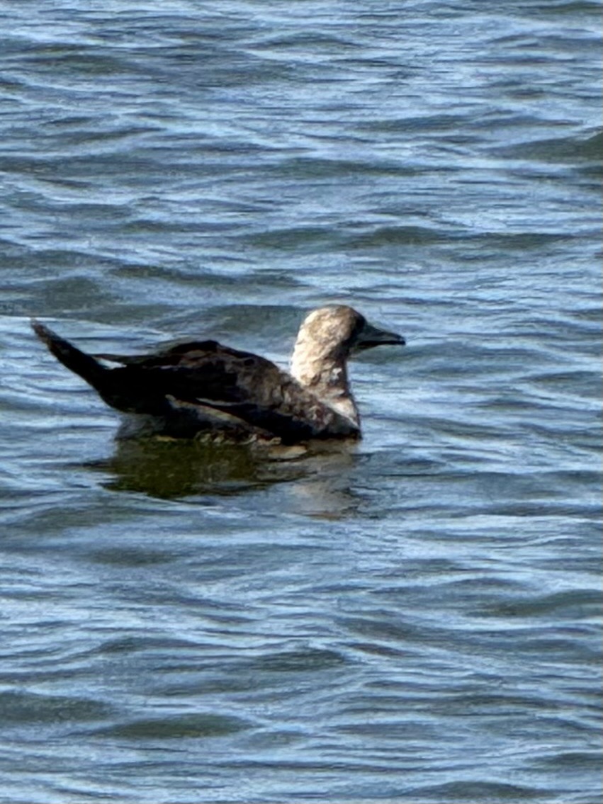 Red-footed Booby - ML643312341