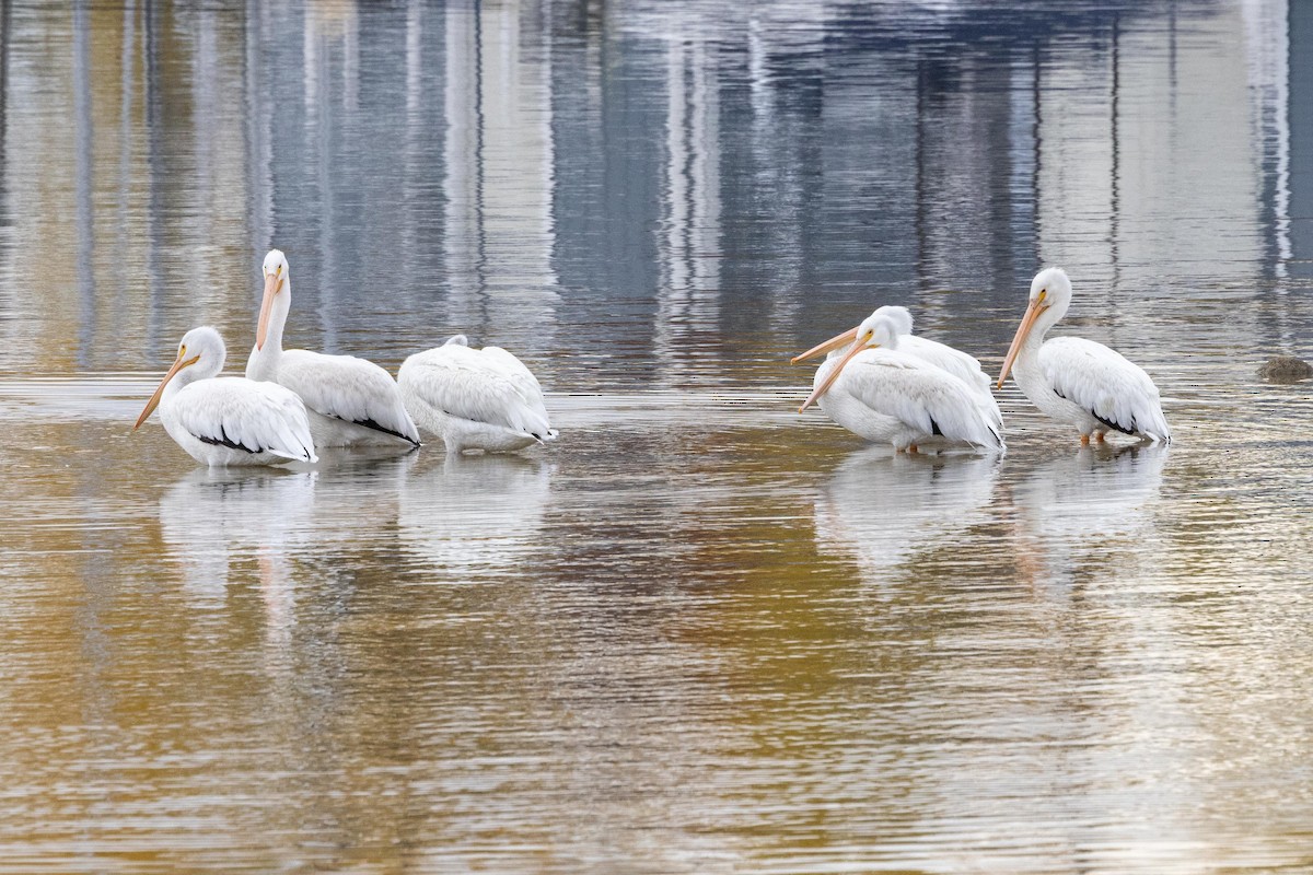American White Pelican - ML643312352