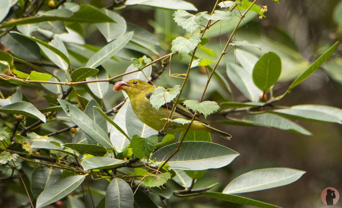 Scarlet Tanager - ML643312353