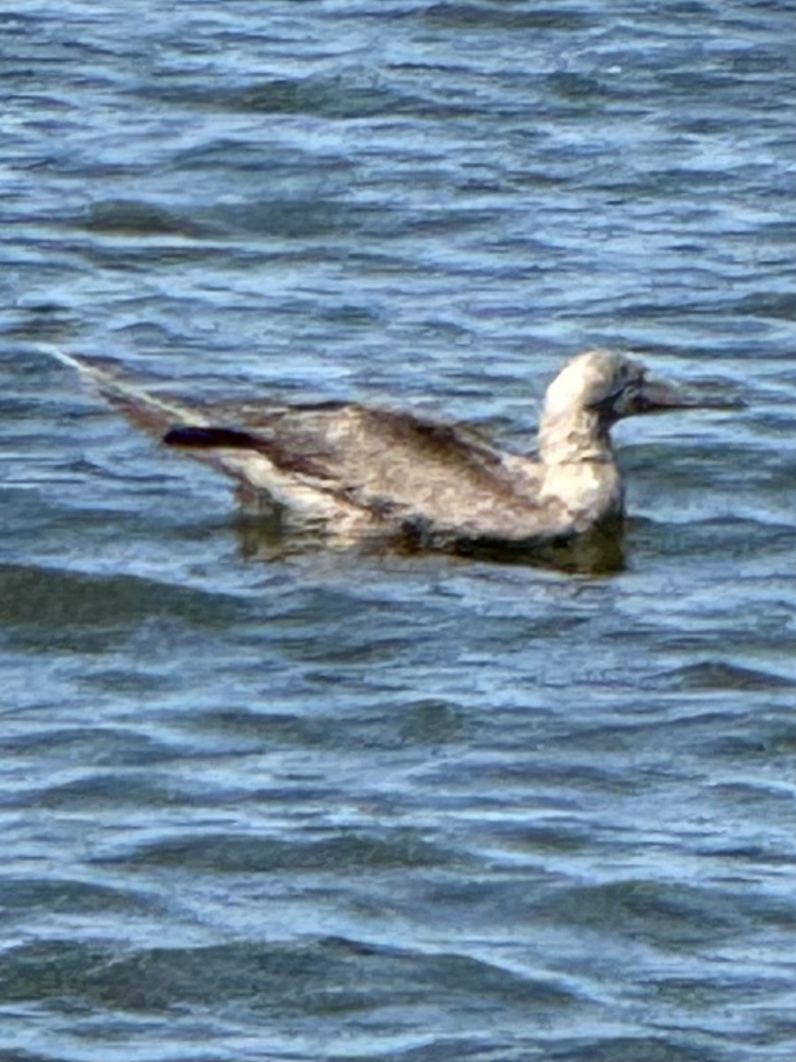 Red-footed Booby - ML643312358