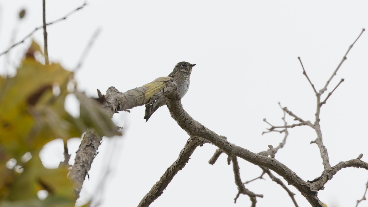 Dark-sided Flycatcher - ML643312367