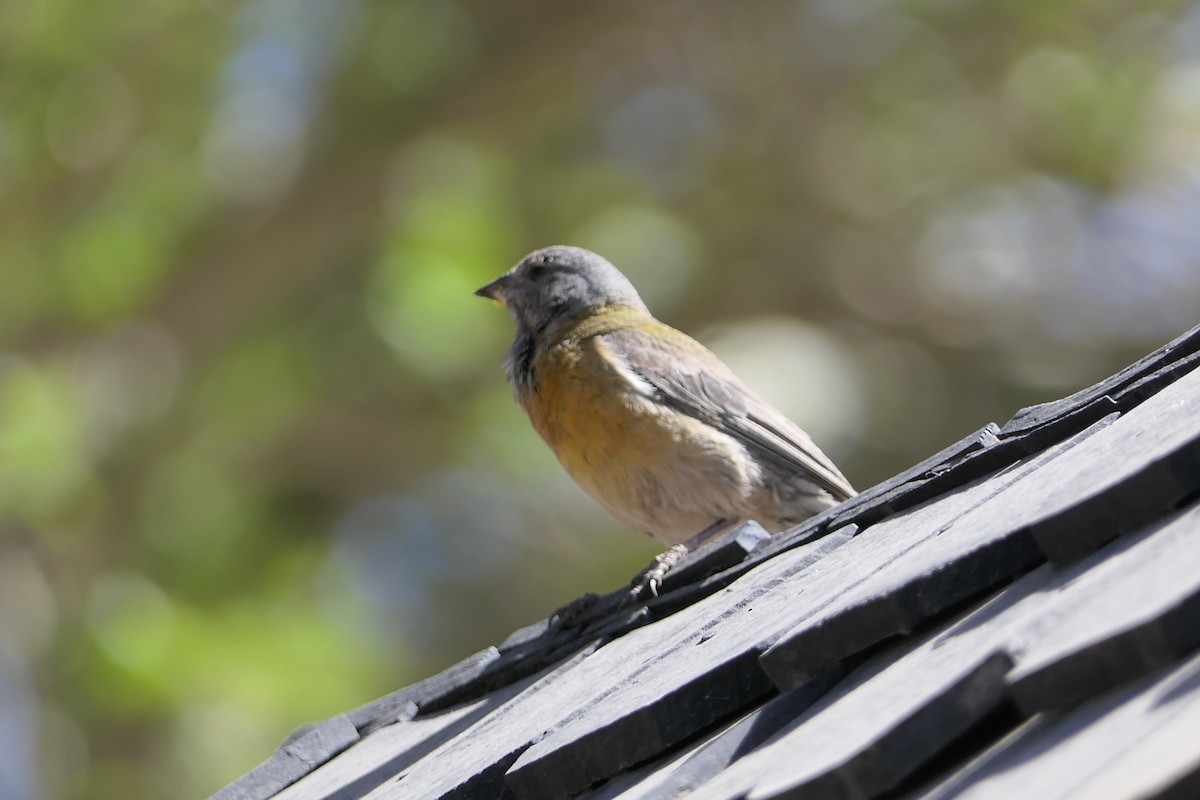 Gray-hooded Sierra Finch - ML643312377