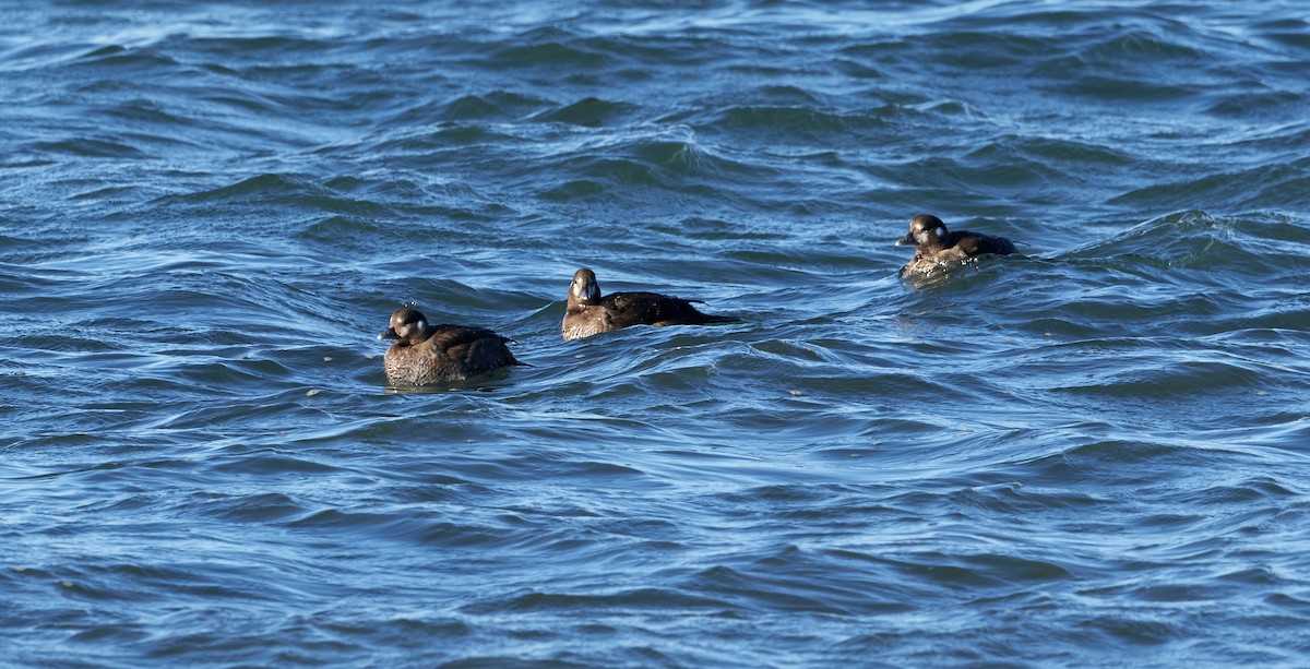 Harlequin Duck - ML643312384