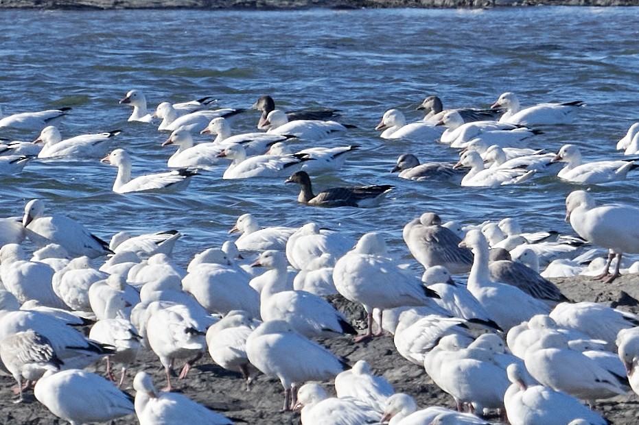 Pink-footed Goose - ML643312399