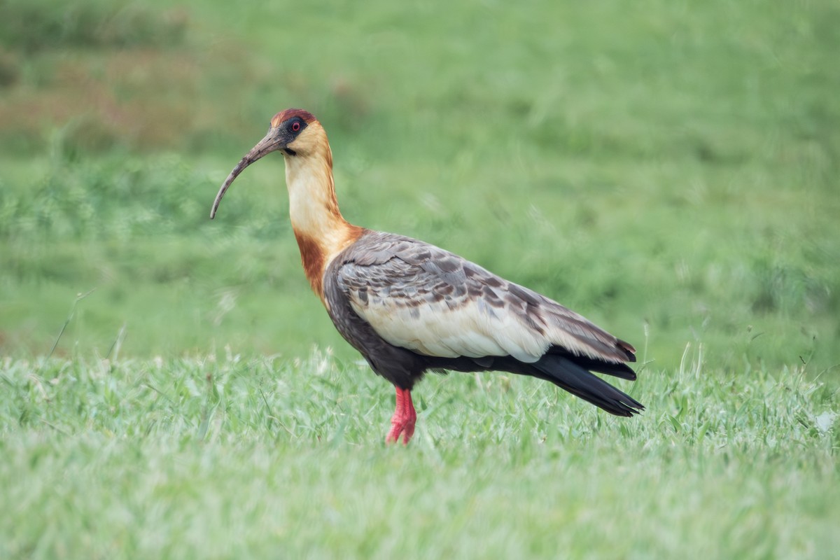 Buff-necked Ibis - ML643312435