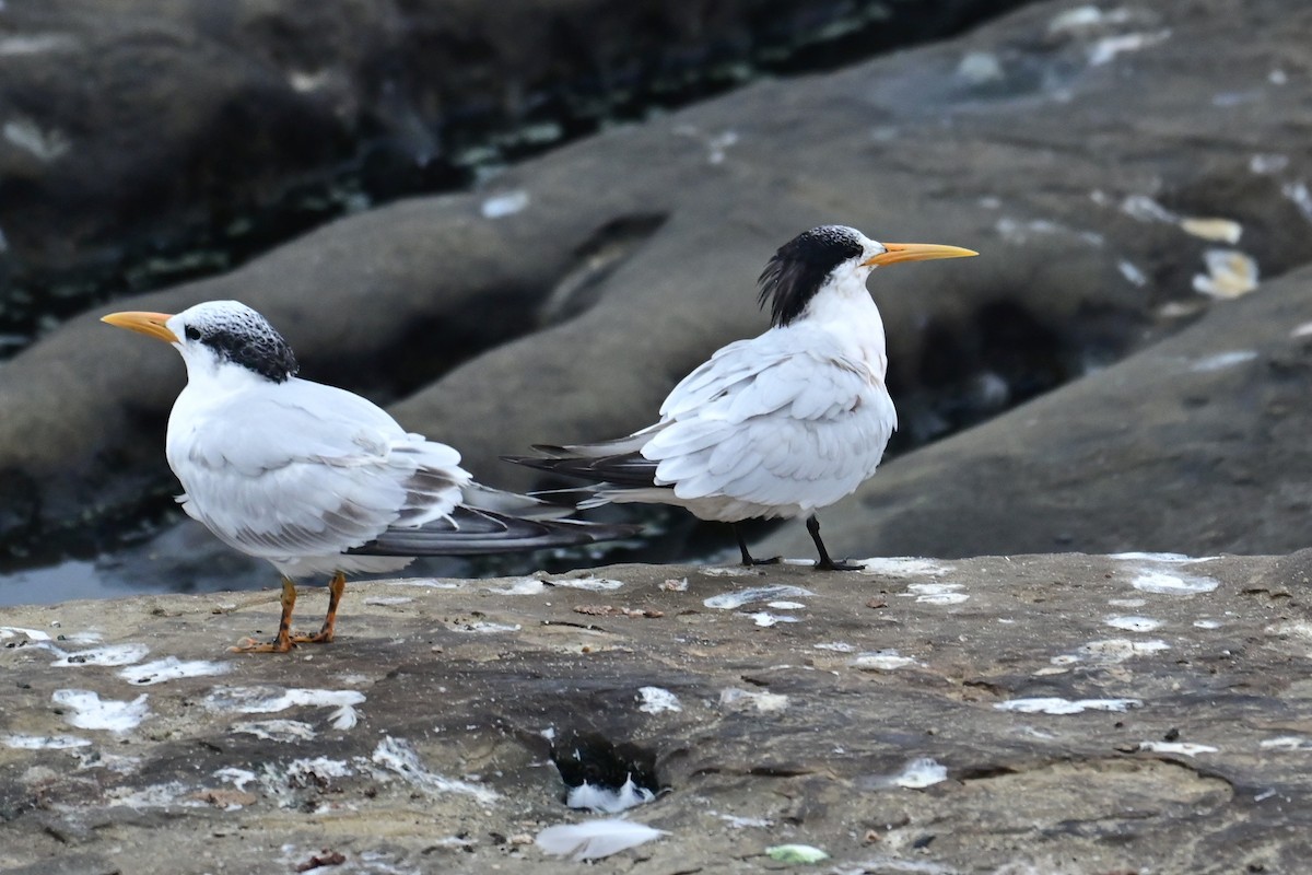 Elegant Tern - ML643312446