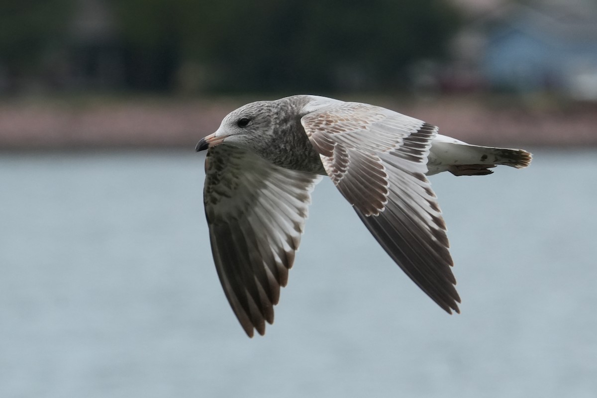 Ring-billed Gull - ML643312449