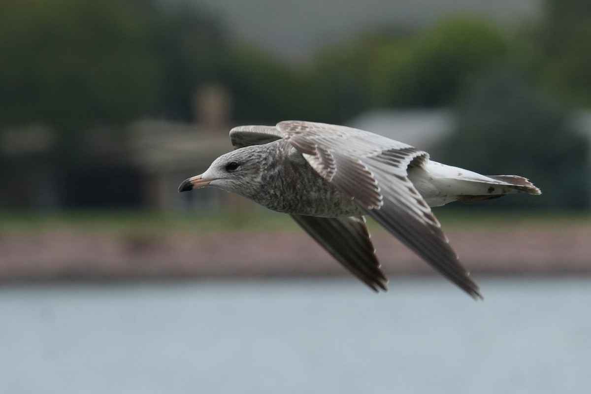 Ring-billed Gull - ML643312450