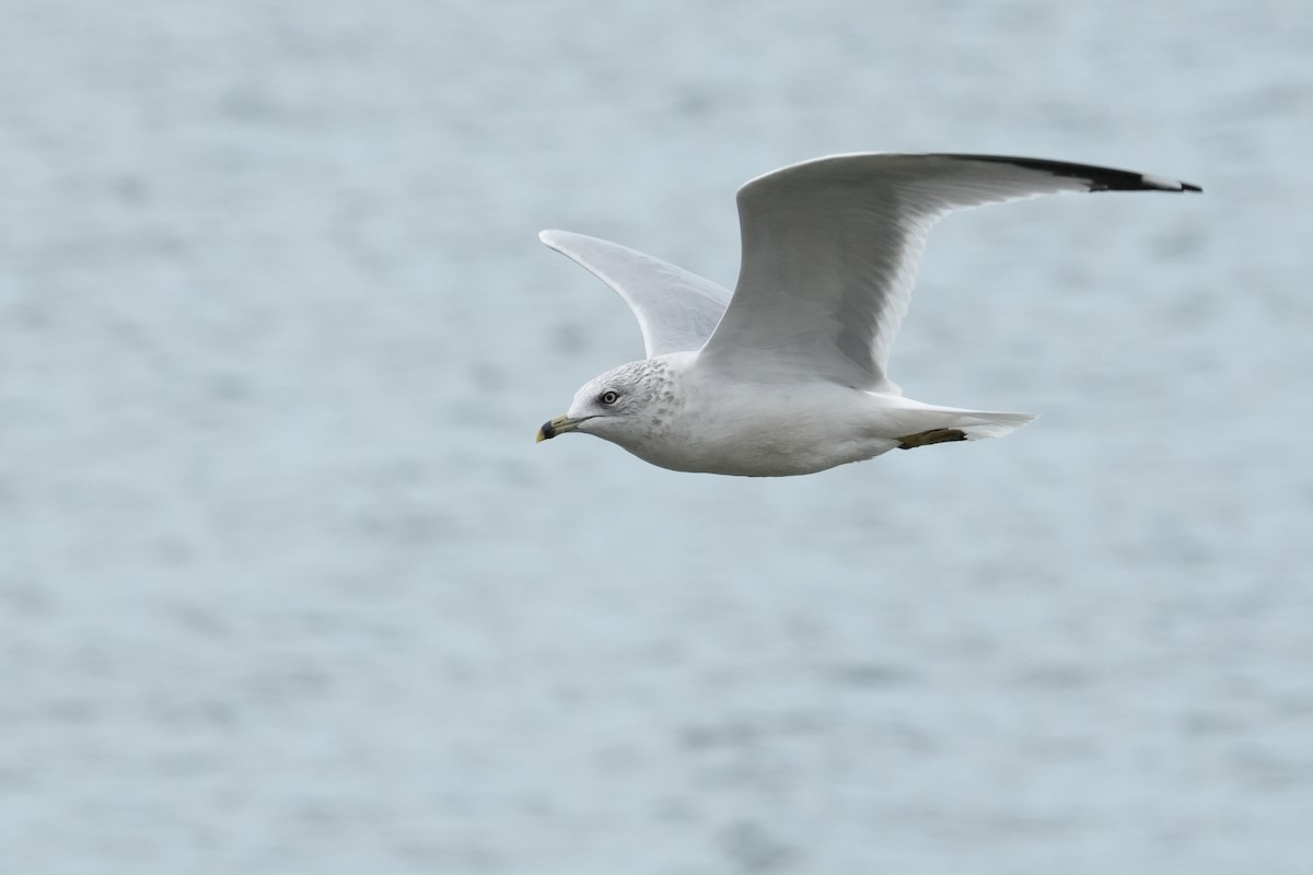 Ring-billed Gull - ML643312451