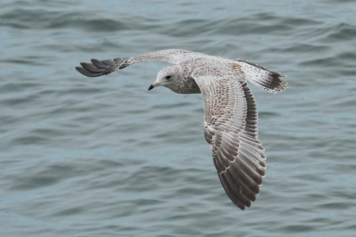 Ring-billed Gull - ML643312452