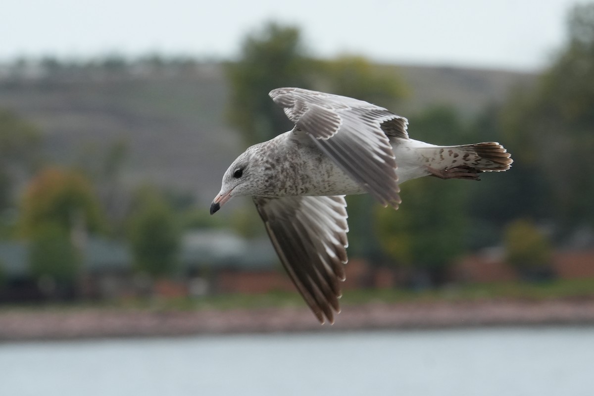 Ring-billed Gull - ML643312453