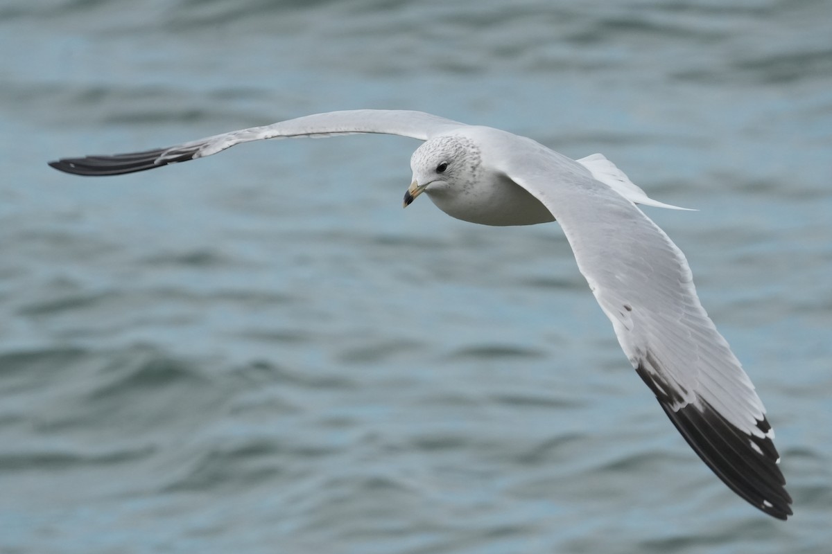 Ring-billed Gull - ML643312455