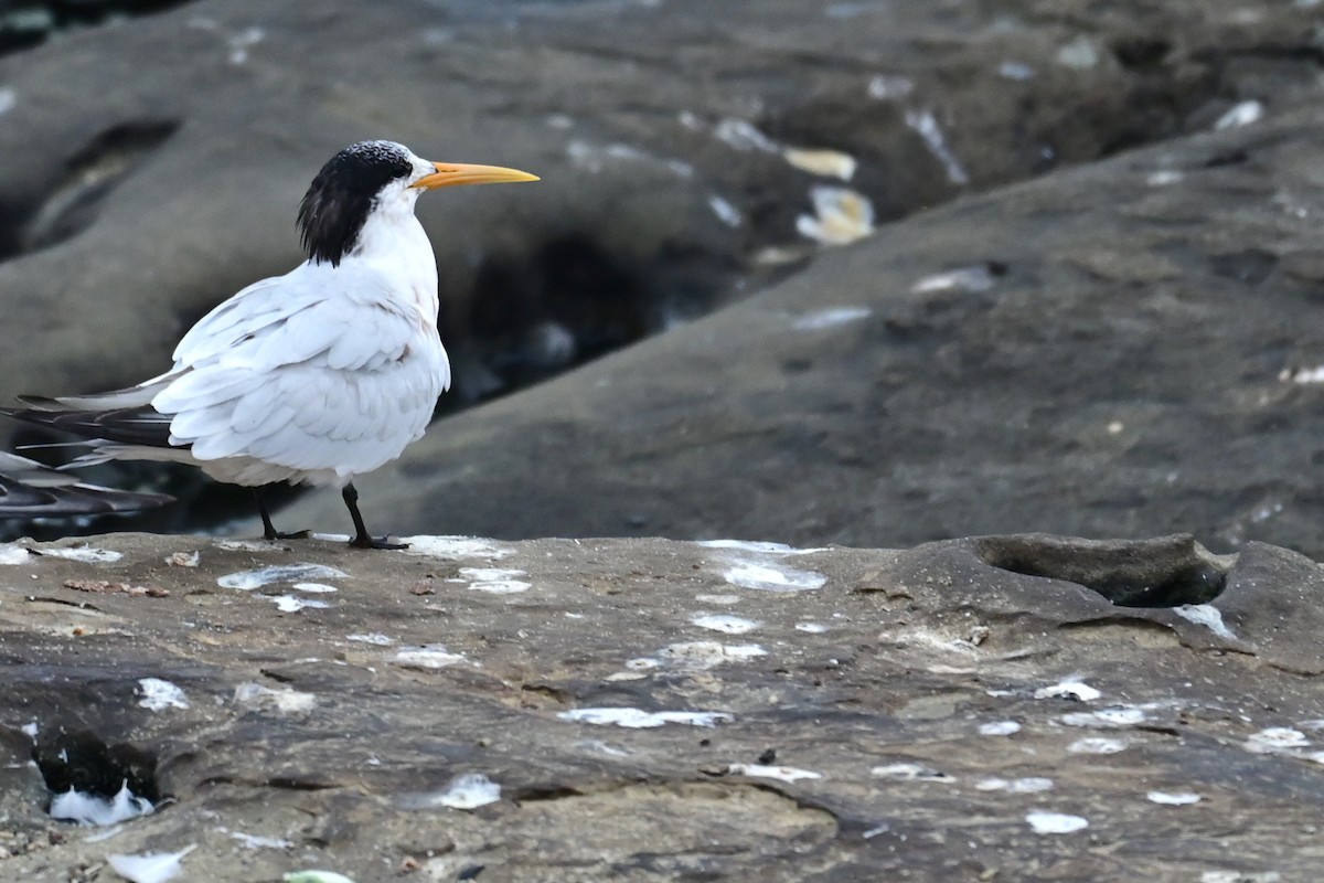 Elegant Tern - ML643312471