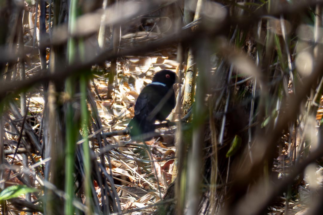 East Amazonian Fire-eye - ML643312474