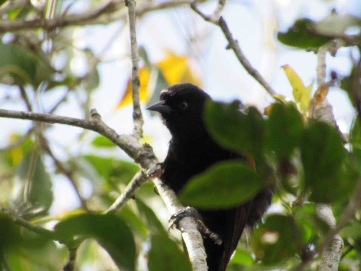 Variable Oriole - ML643312483
