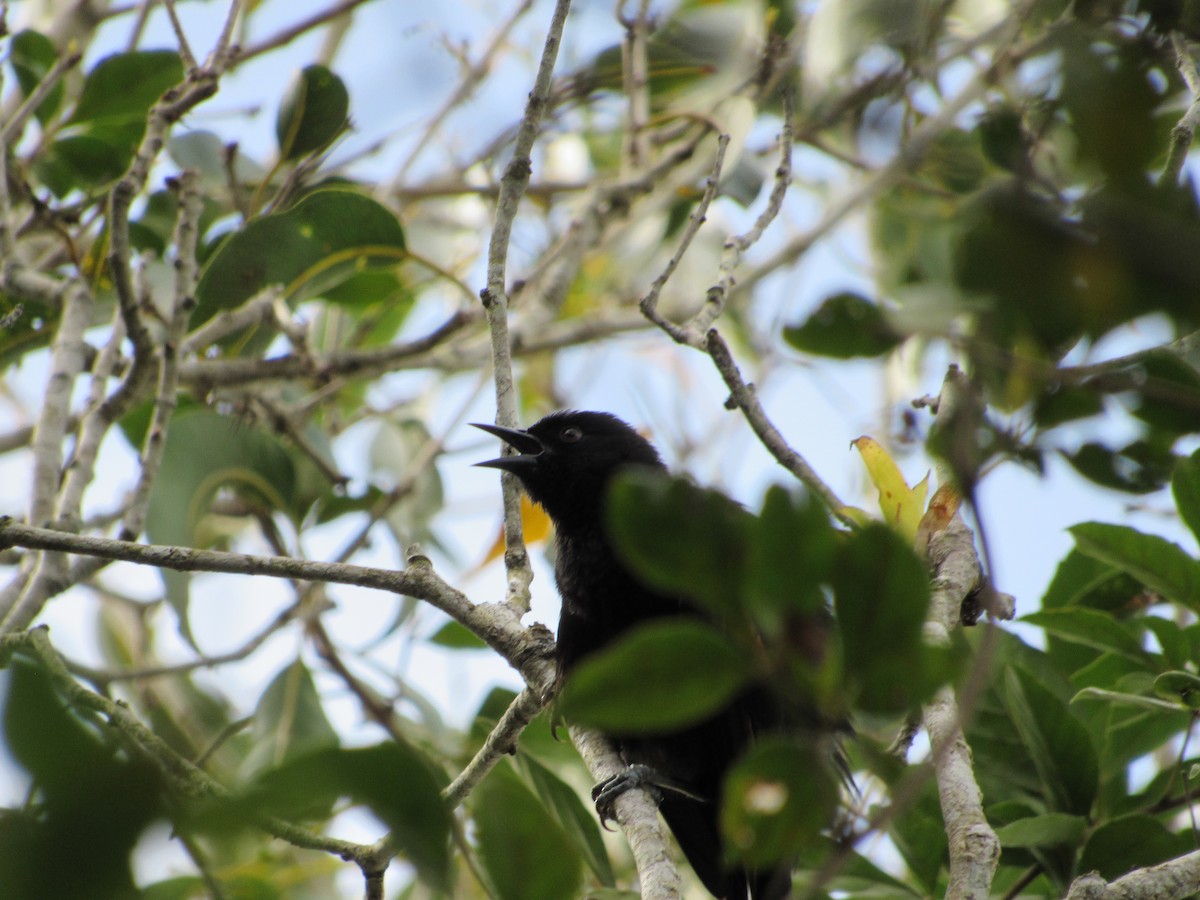 Variable Oriole - ML643312485