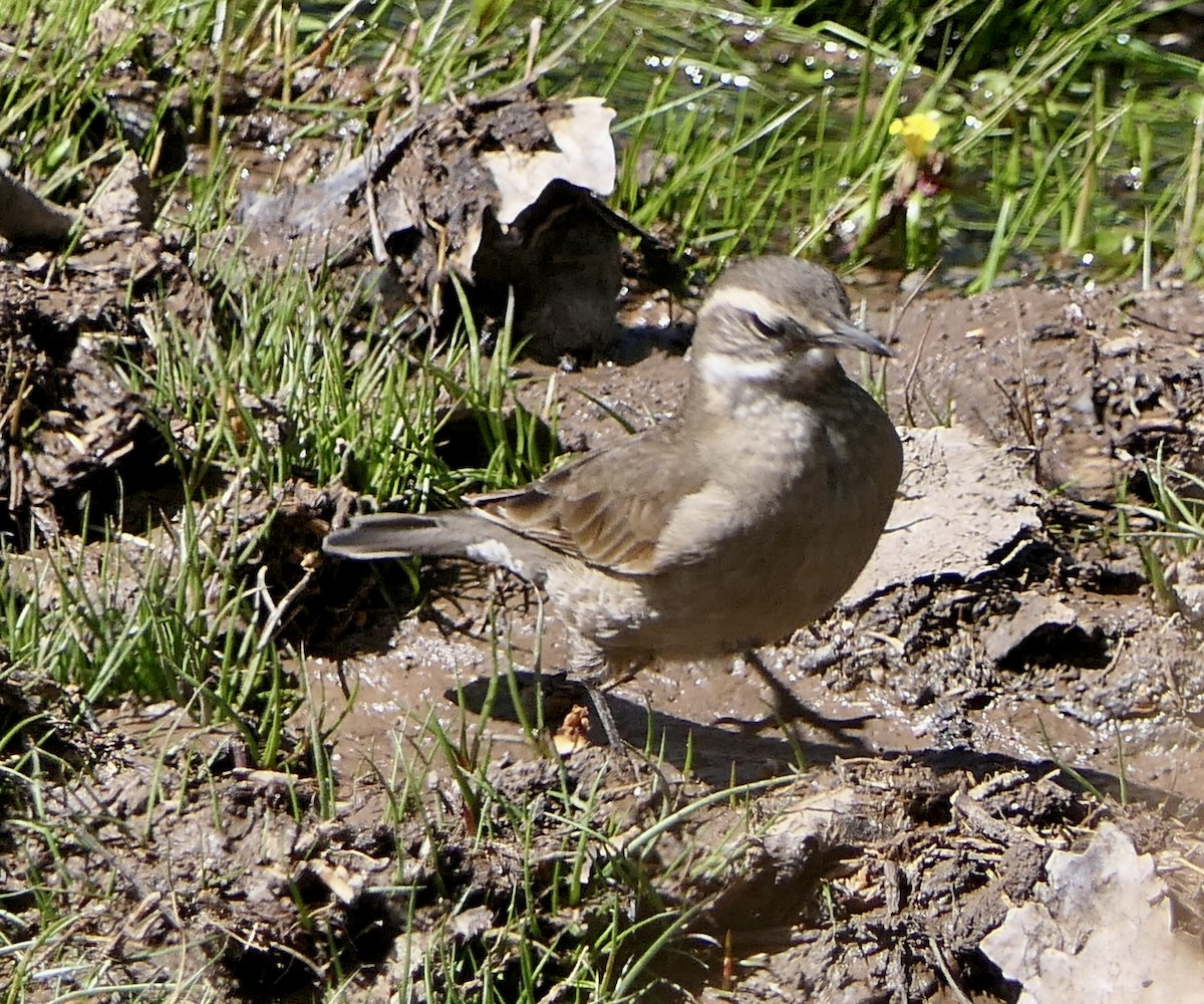 White-browed Ground-Tyrant - ML643312488
