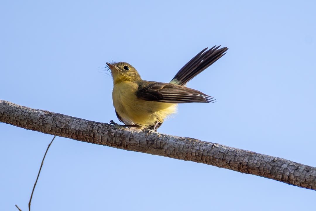Black-tailed Flycatcher - ML643312501