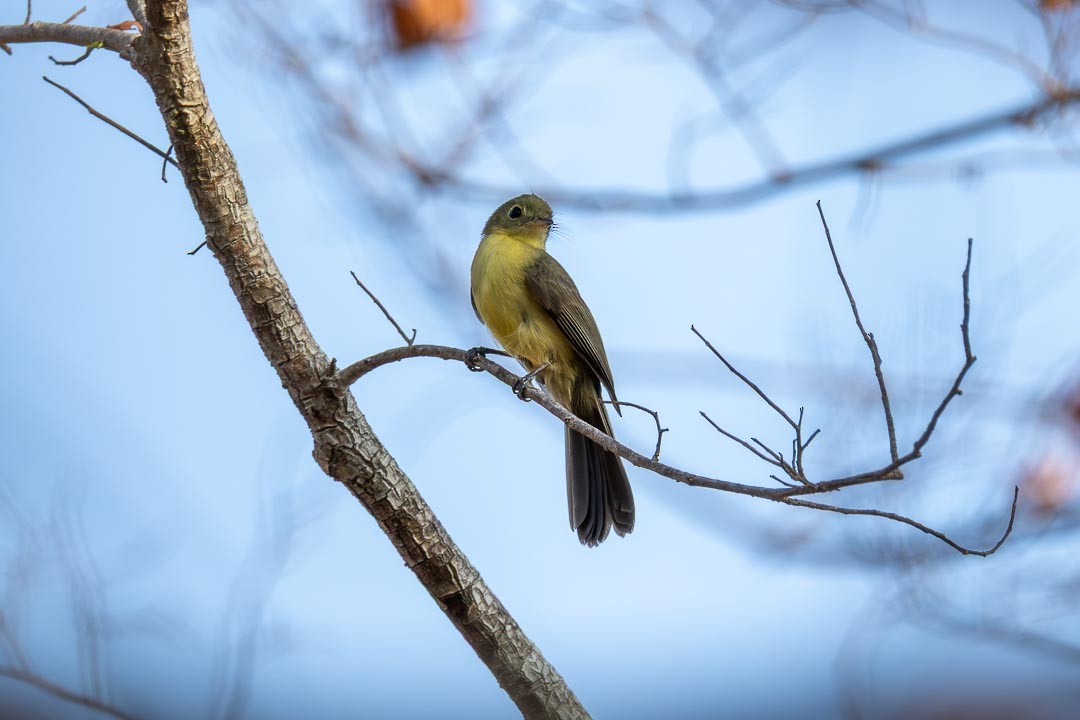 Black-tailed Flycatcher - ML643312502