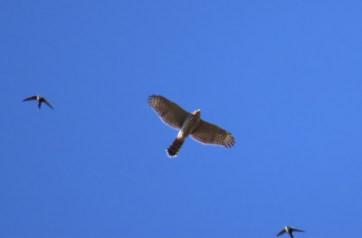 Cooper's Hawk - ML643312503