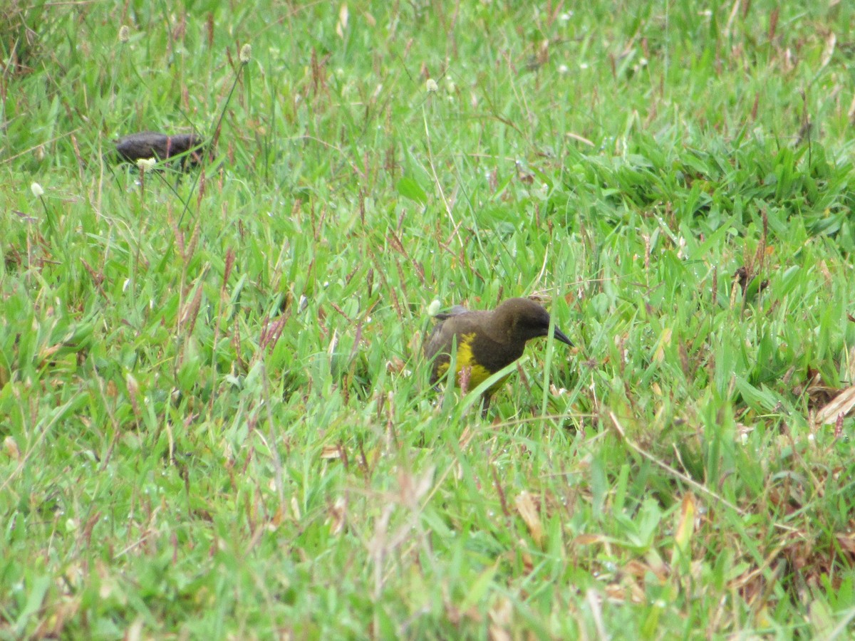 Brown-and-yellow Marshbird - ML643312506