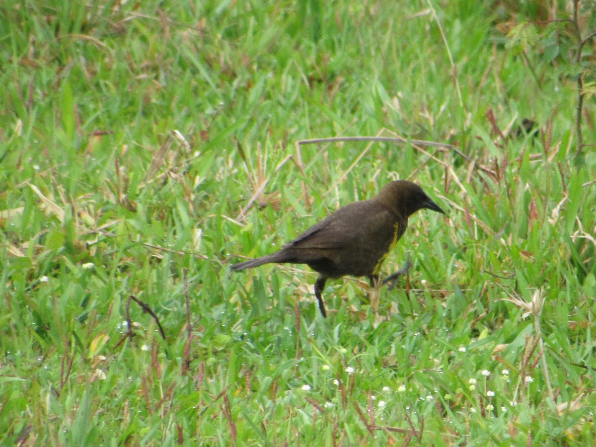 Brown-and-yellow Marshbird - ML643312507