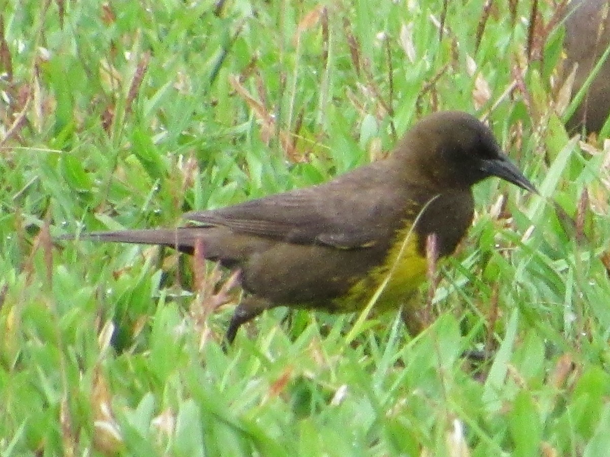 Brown-and-yellow Marshbird - ML643312508