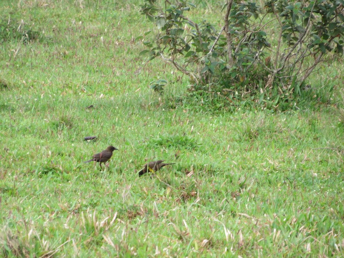 Brown-and-yellow Marshbird - ML643312509