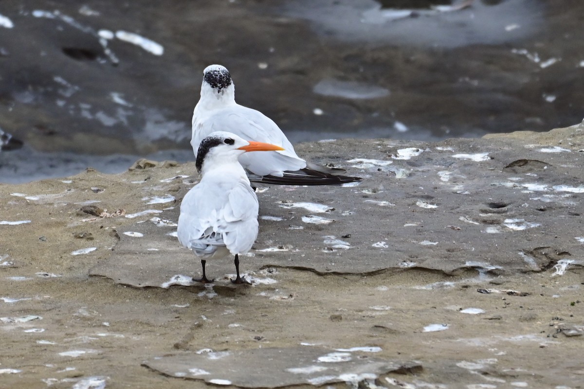 Royal Tern - ML643312510