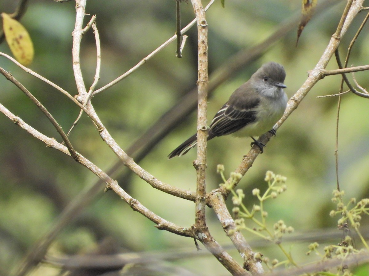 Pale-edged Flycatcher - ML643312513