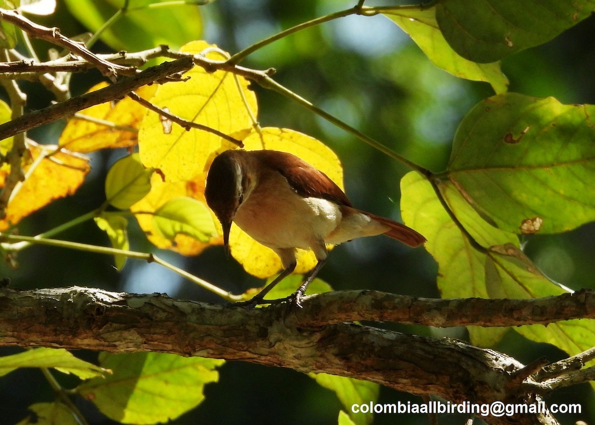 Lesser Hornero - ML643312522