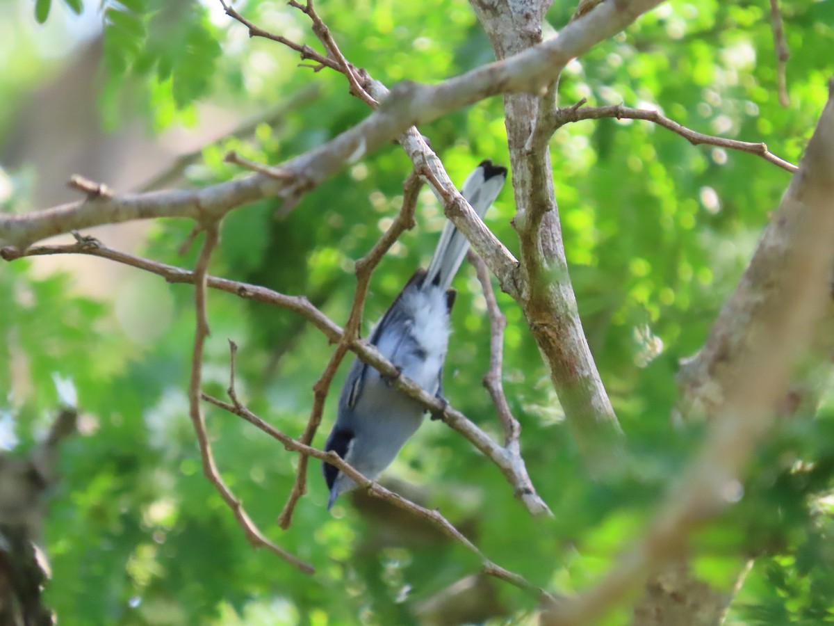 Masked Gnatcatcher - ML643312534